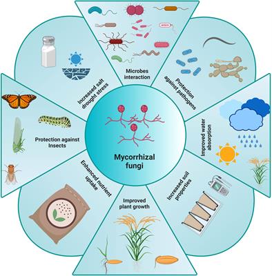Editorial: Applicative and ecological aspects of mycorrhizal symbioses